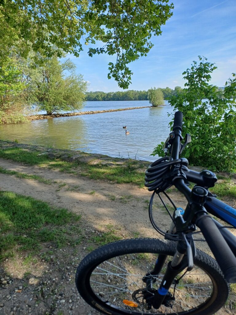 Fahrradtour am Rheinufer – Rheingau Radweg ab RheingauWinkel47