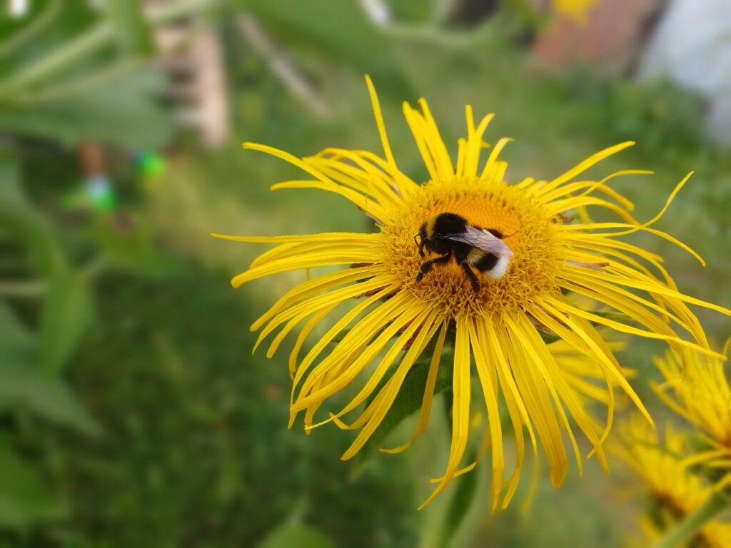 Hummel auf gelber Blume – Garten-Idylle bei RheingauWinkel47