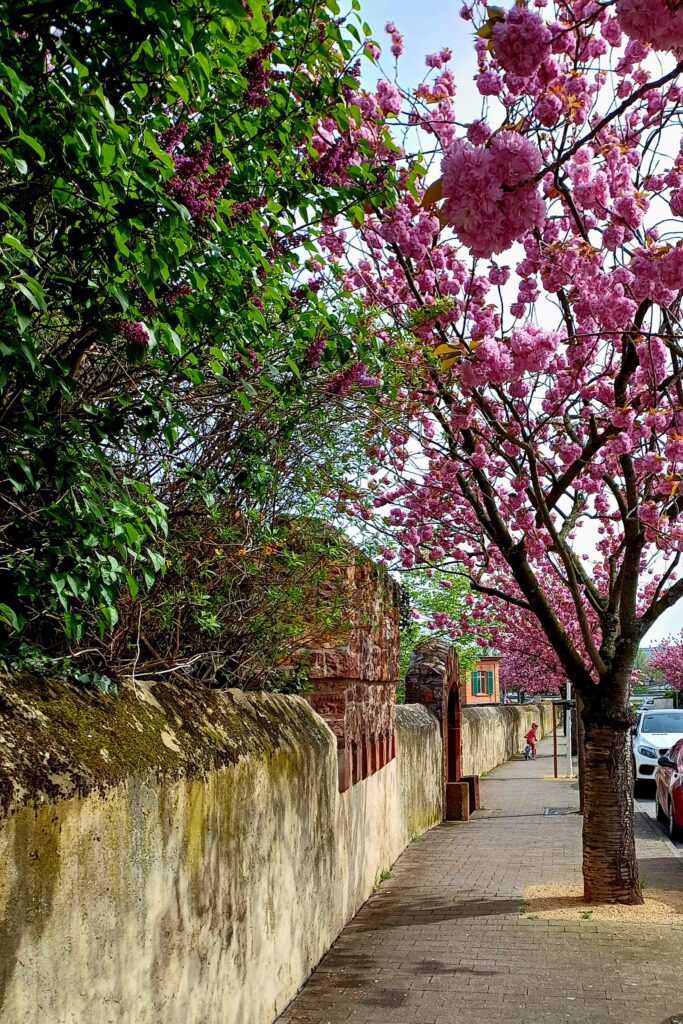 Blühender Kirschbaum an Straße im Rheingau – Frühling rund um RheingauWinkel47