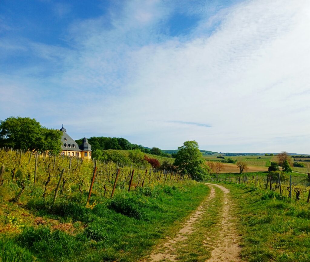 Rapsfeld in voller Blüte – Rheingauer Frühlingslandschaft
