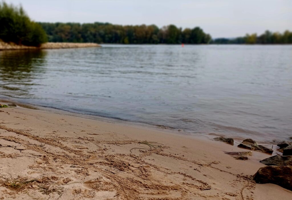 Spätsommer im Rheingau – Reben kurz vor der Lese