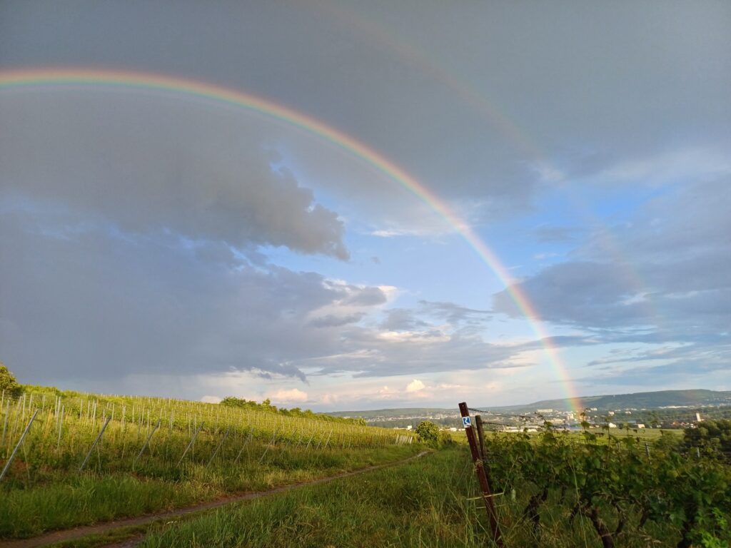 Weinberg zur blauen Stunde – Abendstimmung im Rheingau