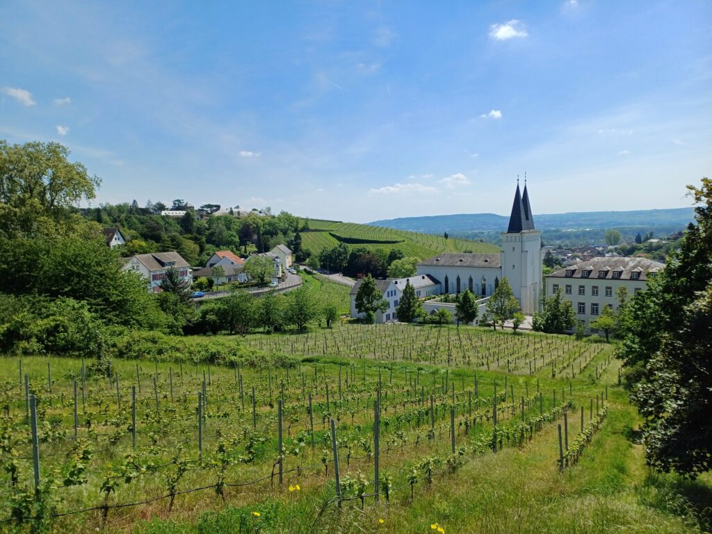 Weinberg mit Blick auf Kirche im Tal – Rheingau-Landschaft bei RheingauWinkel47