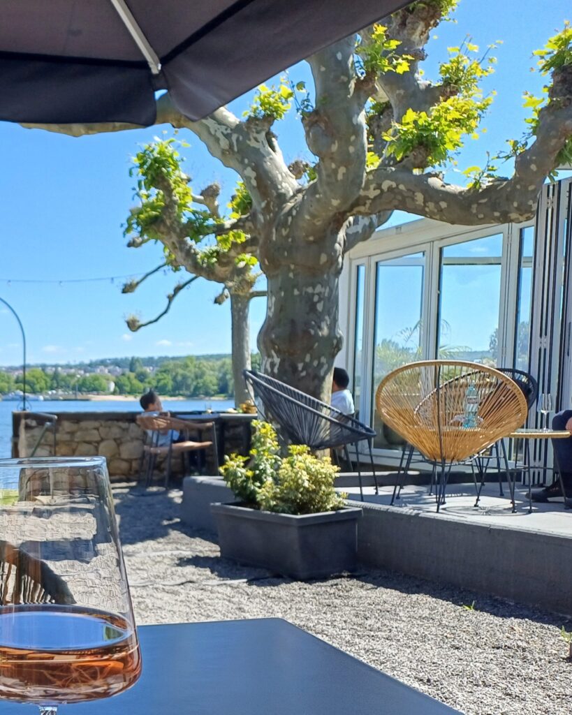 Weinberg im Mai bei Mittagslicht – Rheingau bei Oestrich-Winkel
