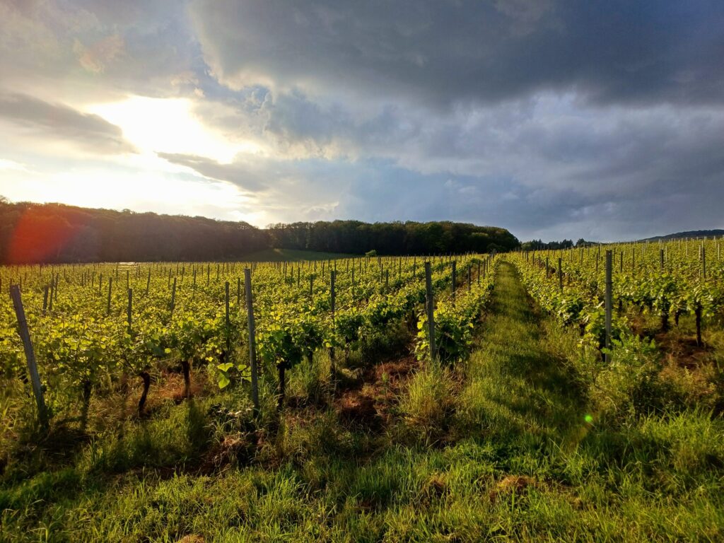 Sonnenuntergang über den Weinbergen – Rheingau bei RheingauWinkel47