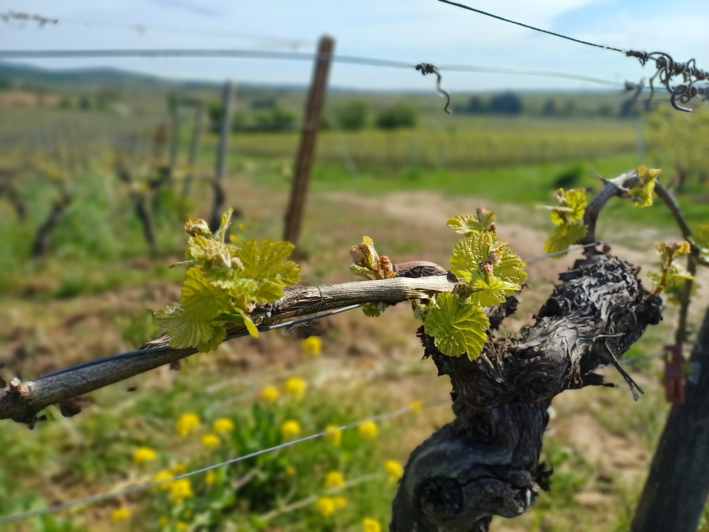 weinrebe-austrieb-1