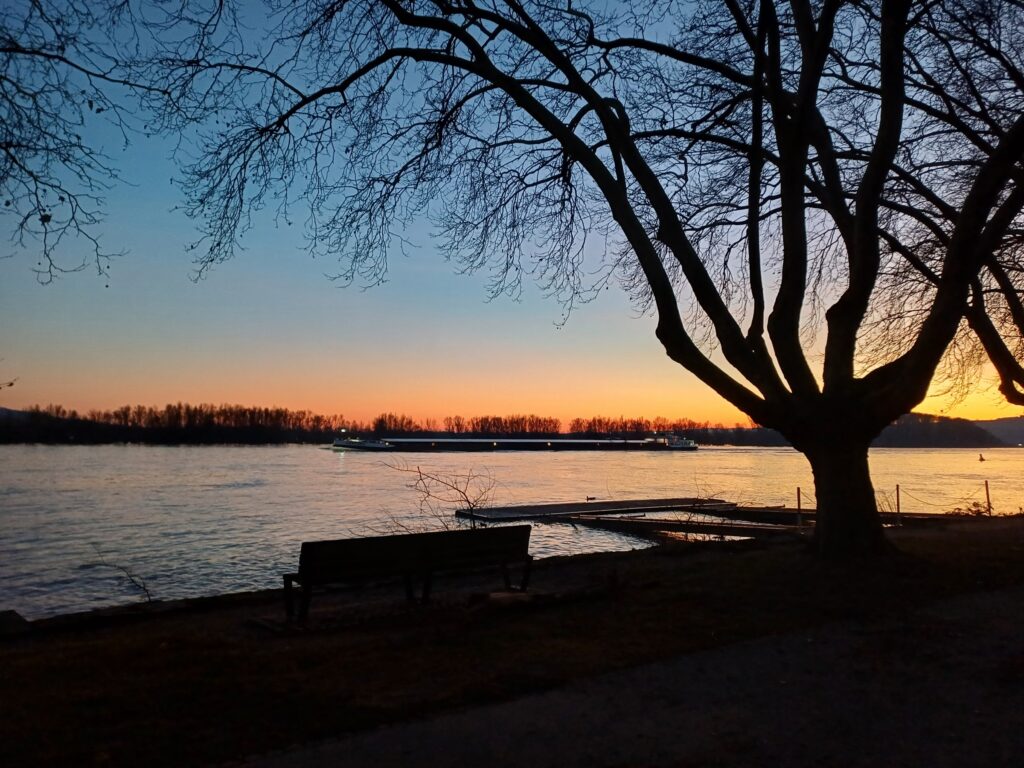Sonnenuntergang am winterlichen Rhein – Bank unter Baum, Frachtschiff